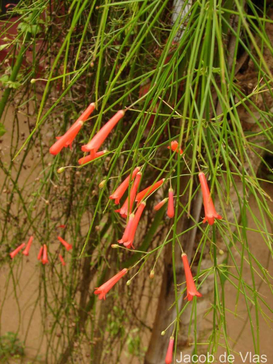 Russelia equisetiformis Schltdl. & Cham.